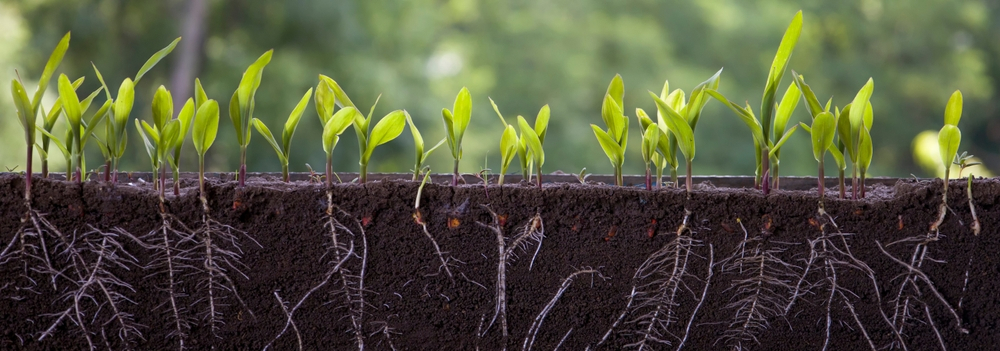 Hiệu Quả của Humic Substances Trong Việc Giảm Độ Cứng của Đất và Tăng Cường Sự Thoáng Khí