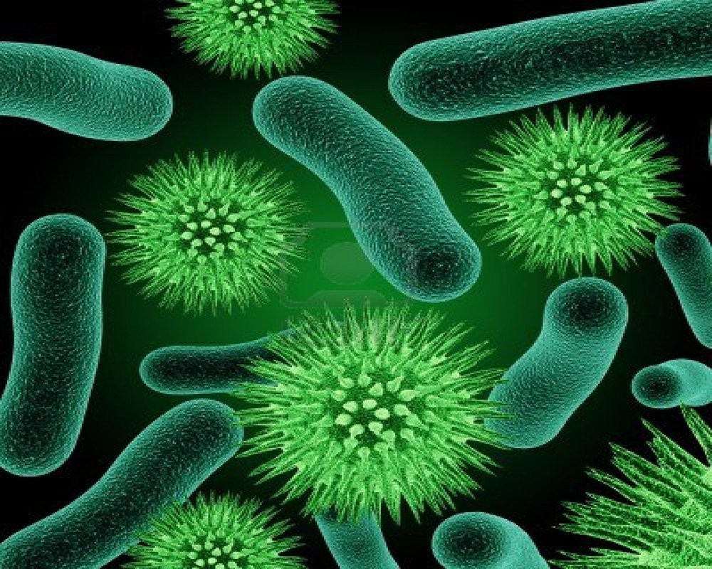 Tác Động Của Humic Substances Đối Với Sự Phát Triển Của Vi Khuẩn Đất và Các Loại Vi Khuẩn Hữu ích