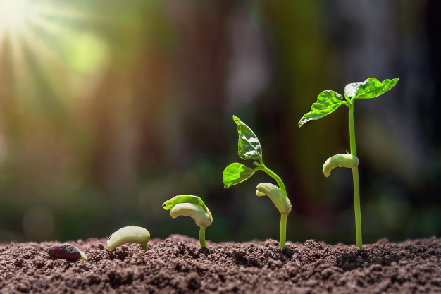 Tác Động Của Humic Substances Đối Với Sự Phát Triển Của Vi Khuẩn Đất và Các Loại Vi Khuẩn Hữu ích