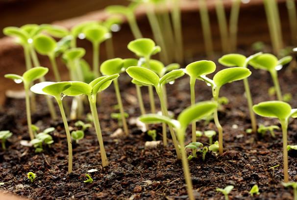 Tính Năng và Ưu Điểm Của Humic Substances Trong Việc Giảm Stress Nhiệt Đới và Khí Hậu Khắc Nghiệt Đối Với Cây Trồng