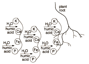 Nghiên Cứu Về Cơ Chế Tác Động Của Humic Substances Đến Quá Trình Phát Triển Của Mầm Mống và Hạt Giống