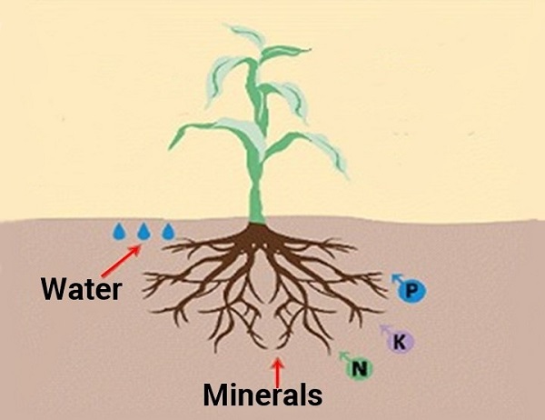 Nghiên Cứu Về Cơ Chế Tác Động Của Humic Substances Đến Quá Trình Phát Triển Của Mầm Mống và Hạt Giống