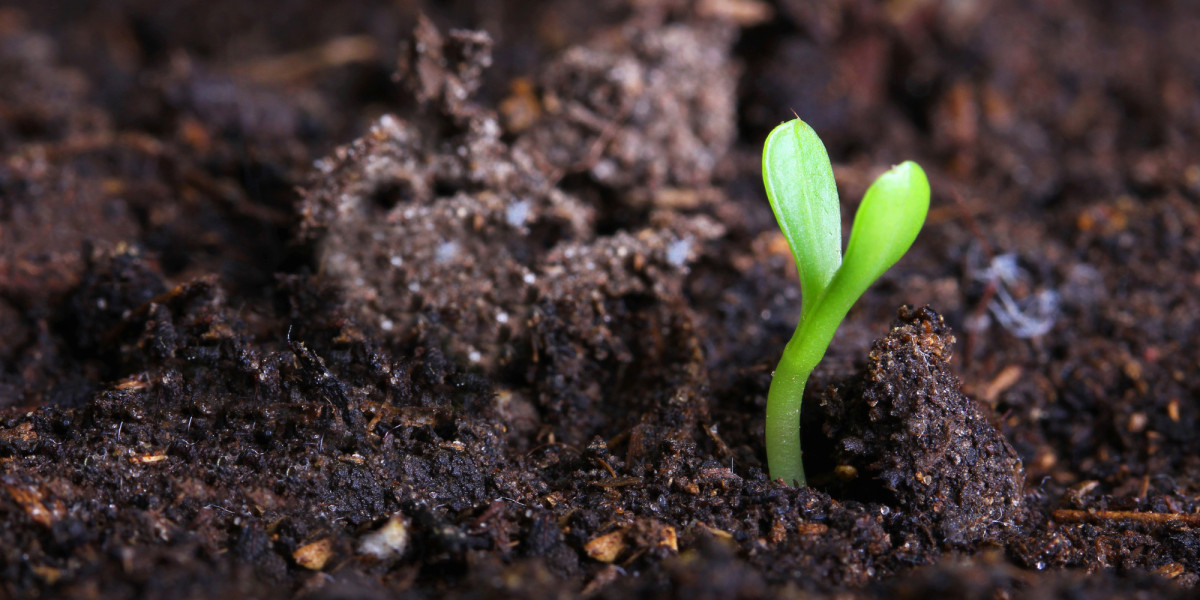 Sự Tương Tác Giữa Humic Substances và Các Loại Hệ Thống Rễ Đặc Biệt Trong Các Loại Cây Trồng Cỏ
