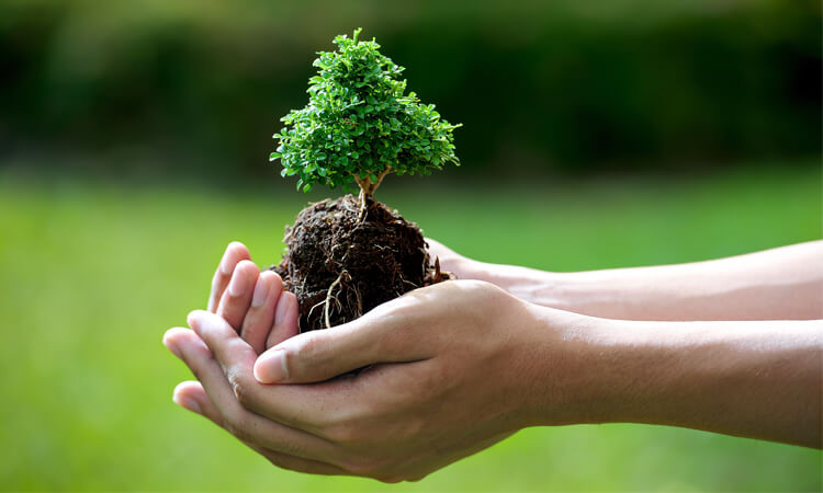 Tính Năng Của Humic Substances Trong Việc Tăng Cường Khả Năng Đào Thải Độc Tố và Chất Ô Nhiễm từ Đất