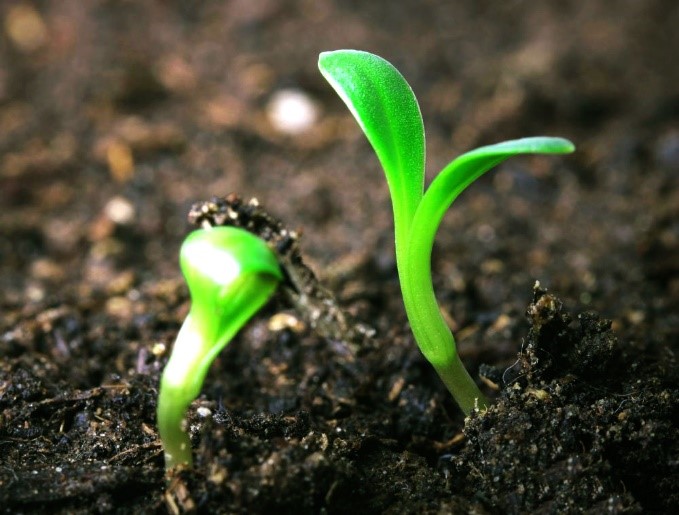 Ứng dụng của acid humic trong nông nghiệp: Cải tạo đất, tăng năng suất cây trồng