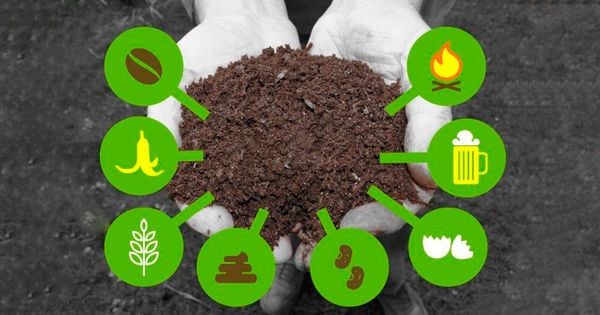 Ứng dụng của acid humic trong nông nghiệp: Cải tạo đất, tăng năng suất cây trồng