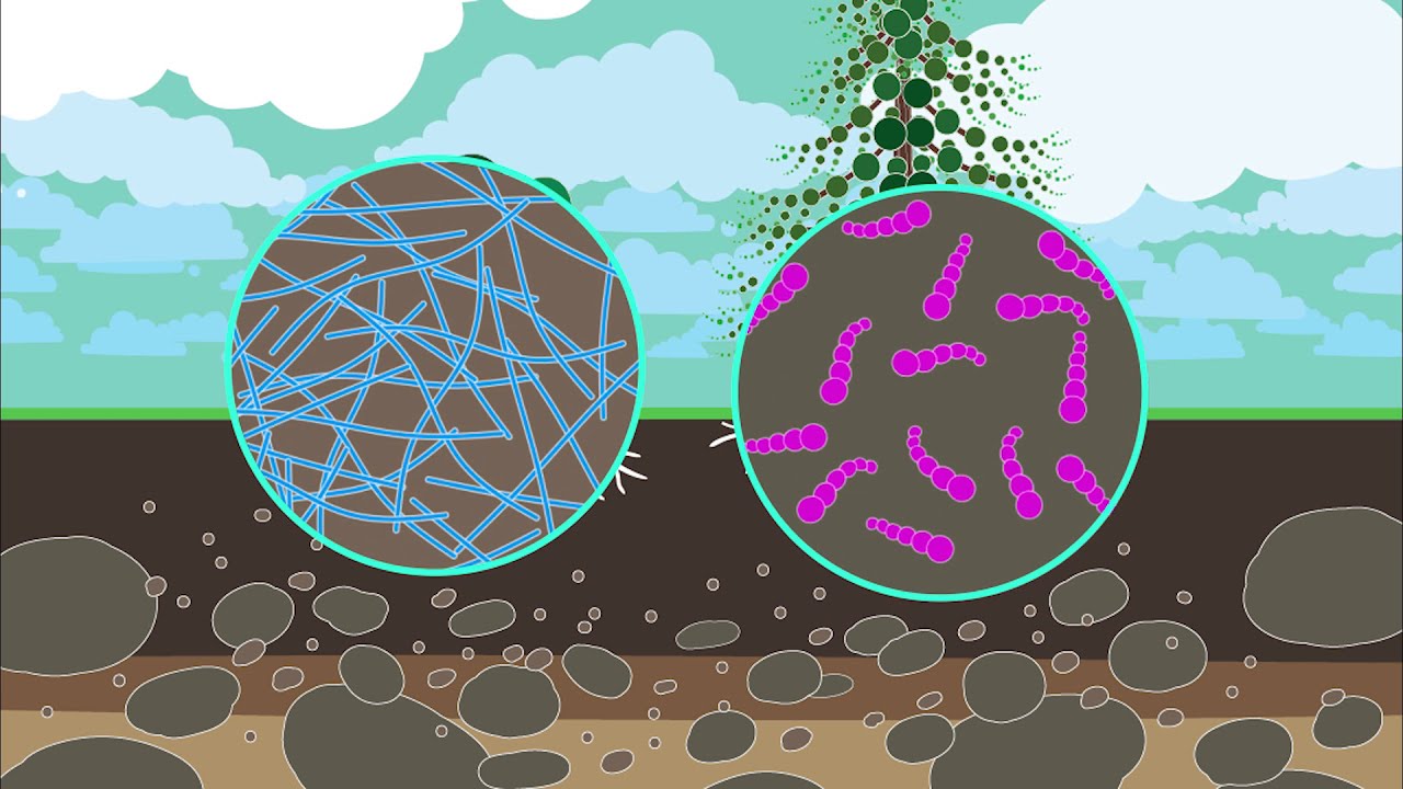 Các lưu ý khi sử dụng acid humic để đảm bảo an toàn và hiệu quả