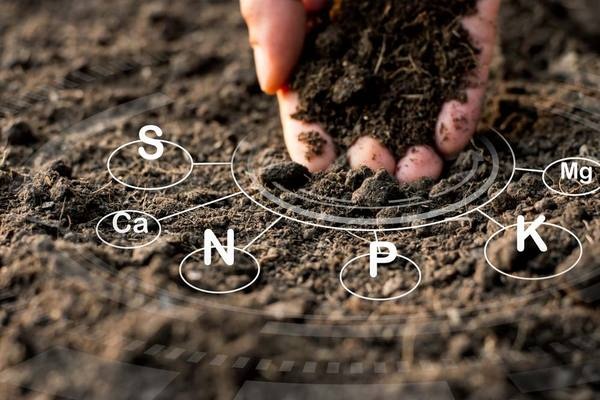 Hiệu quả sử dụng phân bón Humic cho cây cà phê