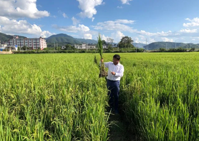 Hiệu quả sử dụng phân bón Humic cho cây lúa