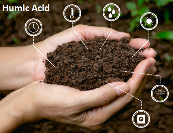 Humic cải thiện chất lượng đất trồng lúa