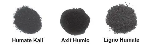 Humic cải thiện chất lượng hạt cà phê