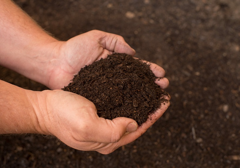 Humic cải thiện chất lượng hạt cà phê