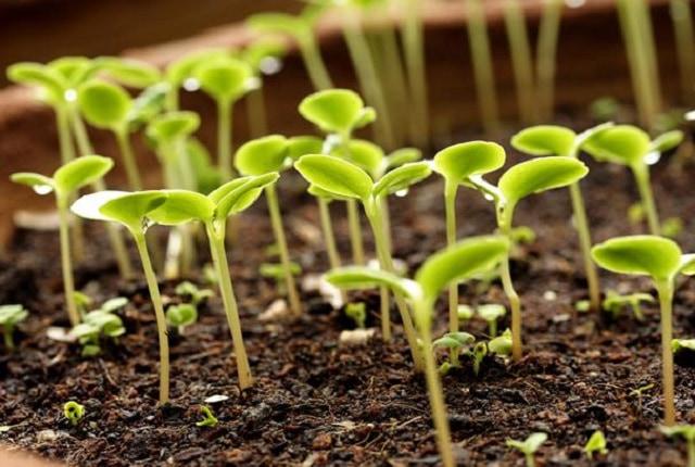 Nâng cao năng suất cà phê bằng phân bón Humic