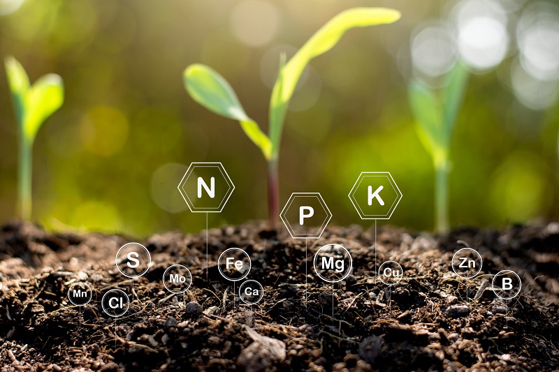Sự ảnh hưởng của acid humic đối với hấp thụ khoáng chất của cây trồng