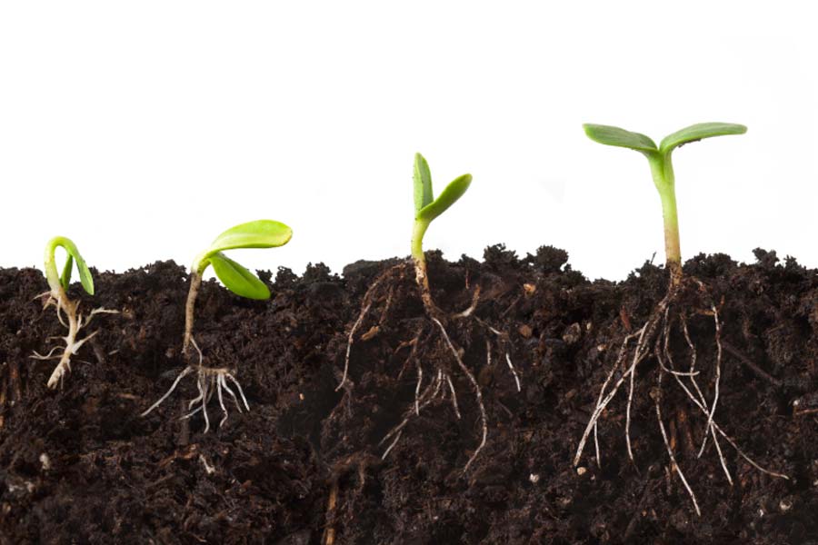 Sử dụng Humic để bón thúc cho cây cà phê