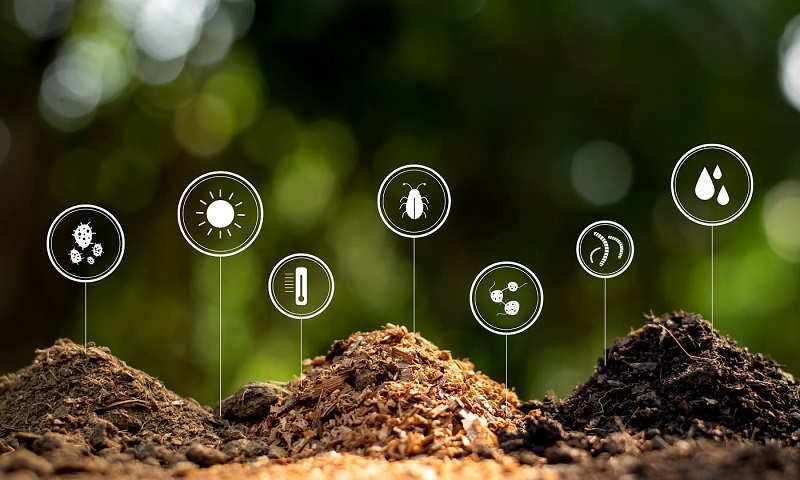 Sử dụng Humic để bón thúc cho cây lúa