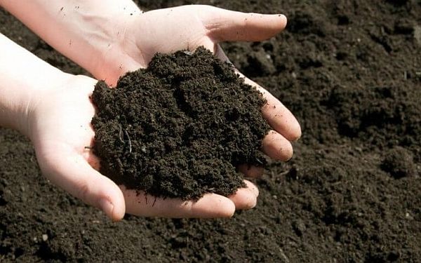 Tác động của acid humic đối với vi sinh vật đất